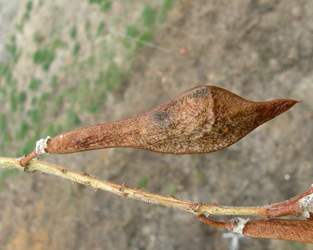 Seed Pod<br>(Location of Picture: Okanogan, Washington, USA, 2009)