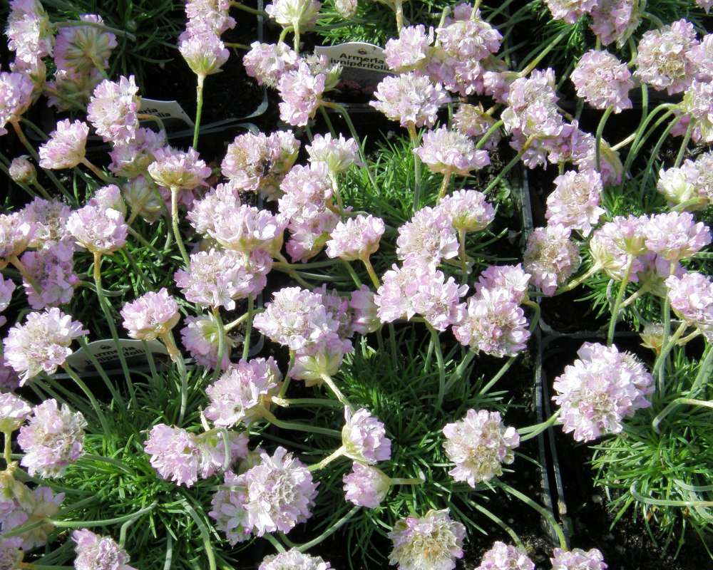 Garden View<br>(Location of Picture: Commercially Grown)