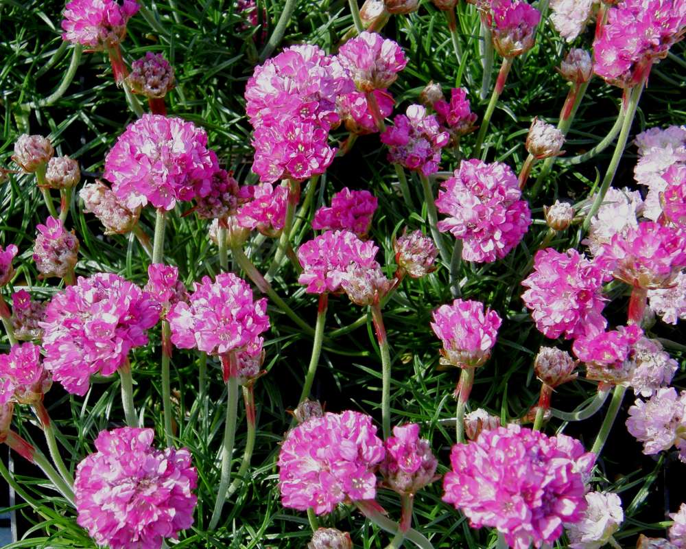 Garden View<br>(Location of Picture: Commercially Grown)