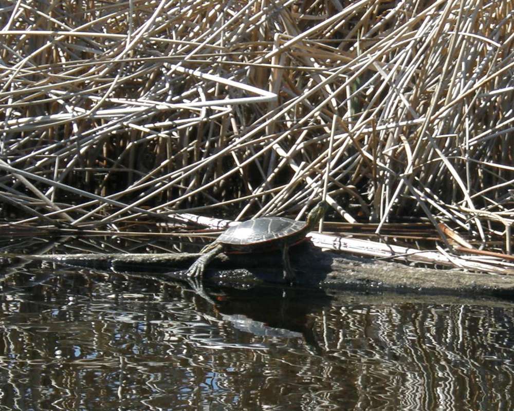 Spring Warm Up - View #2<br>(Location of Picture: Rebecca Lake, Washington, USA, 2009)