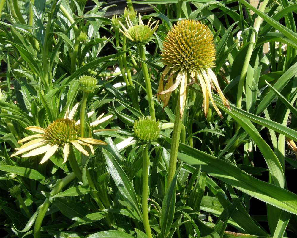 Top Of Plant in  Bloom<br>(Location of Picture: Commercially Grown)