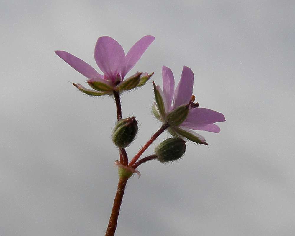 Flowers - Rear View<br>(Location of Picture: Garden, Okanogan, Washington, 2009)