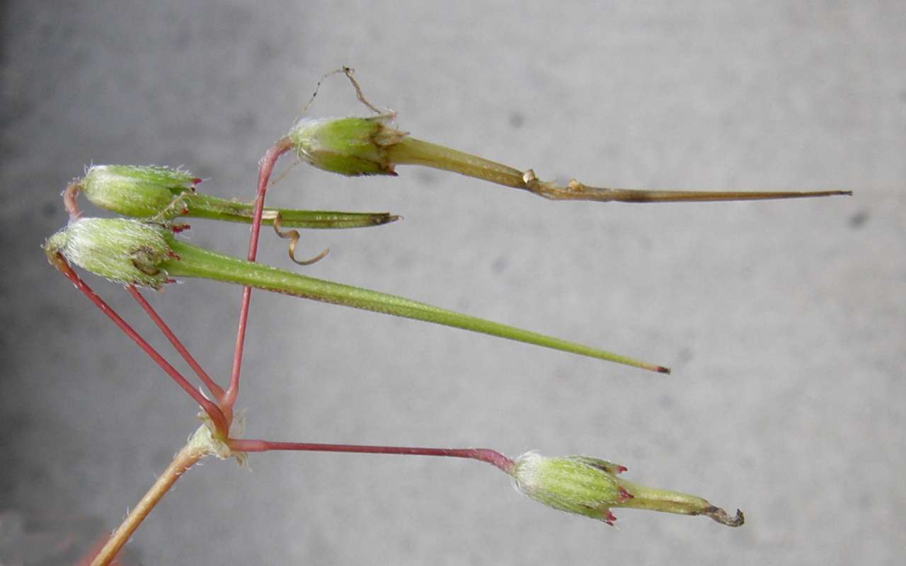 Seed Pods<br>(Location of Picture: Garden, Okanogan, Washington, 2009)