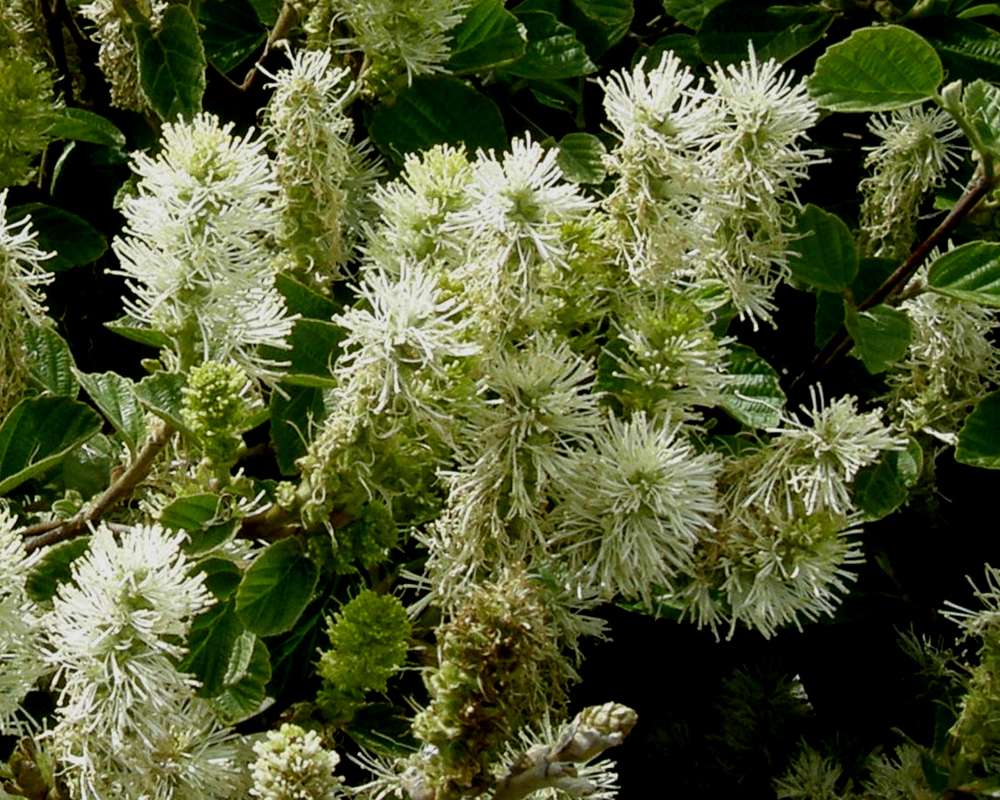 Flowers<br>(Location of Picture: Commercially Grown)