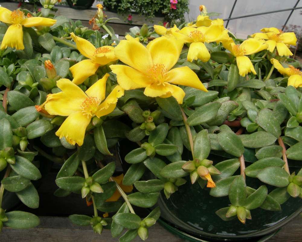 Yellow Flowers<br>(Location of Picture: Shady Creek Nursery, Washington, 09)