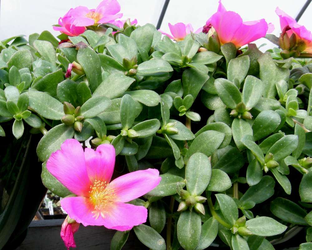Pink Flowers<br>(Location of Picture: Shady Creek Nursery, Washington, 09)