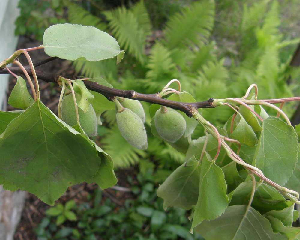 Young Fruit<br>(Location of Picture: Leader Lake, Washington, USA, 2009)