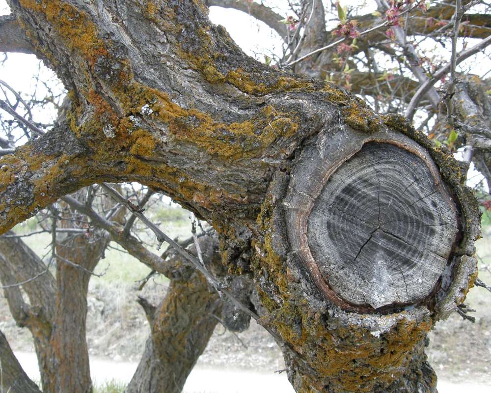 Bark<br>(Location of Picture: Leader Lake, Washington, USA, 2009)