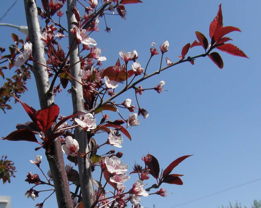 Flowers and Leaves<br>(Location of Picture: Private Garden, Washington, USA, 09)