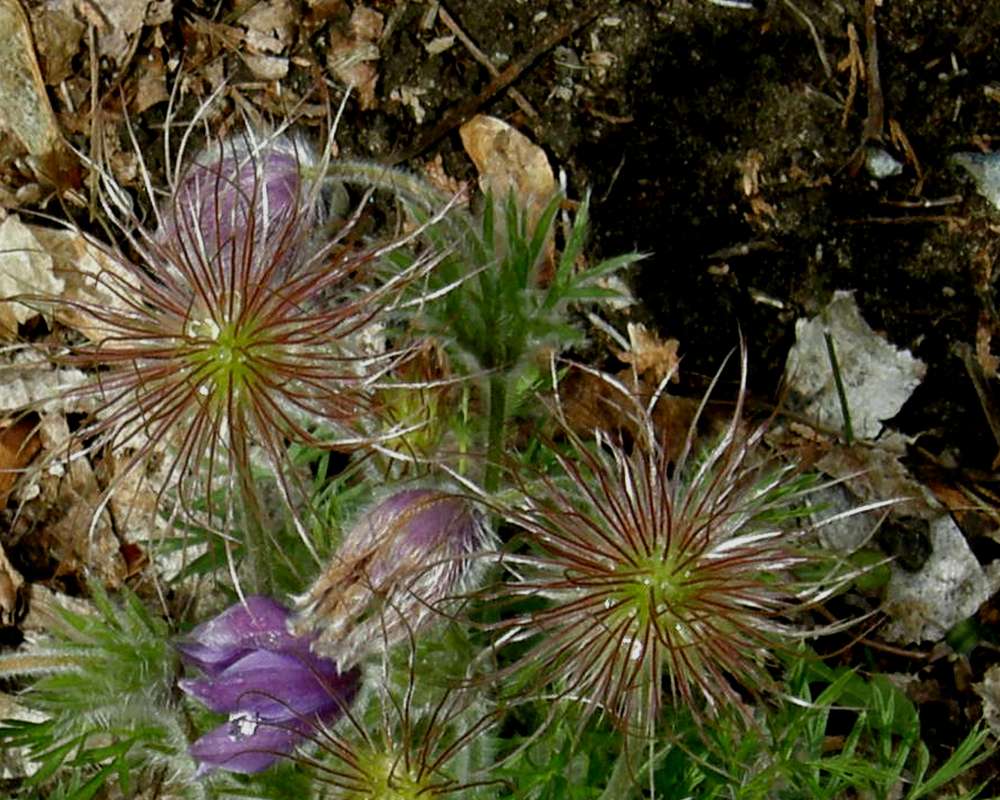 Post Bloom<br>(Location of Picture: Garden, Okanogan, Washington, 2009)