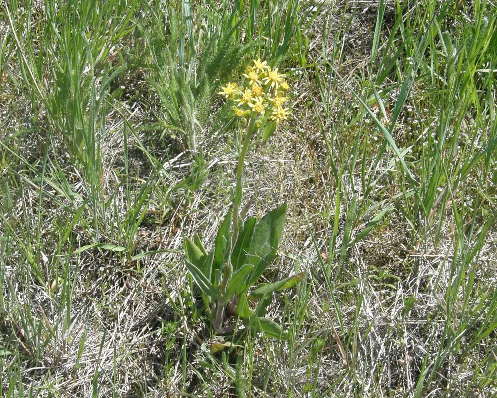 Habitat View<br>(Location of Picture: Cle Elm, Washington, USA, 2009)