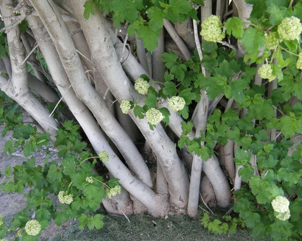 Branches