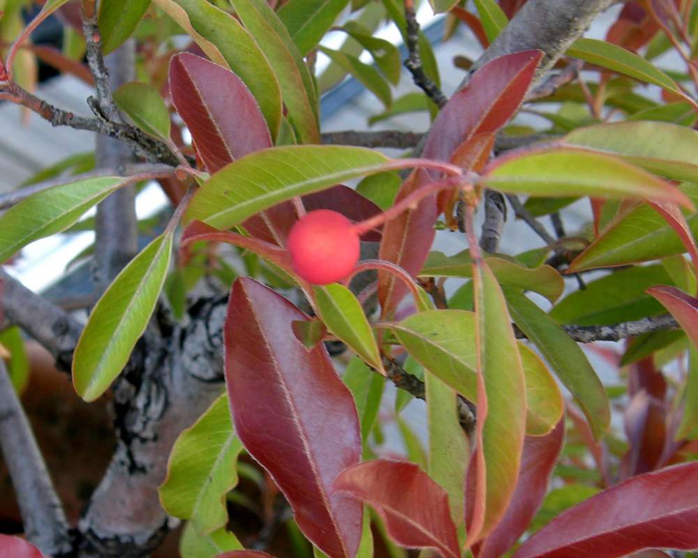 Fruit and Leaves<br>(Location of Picture: Volunteer Park, Washington, USA, 09)