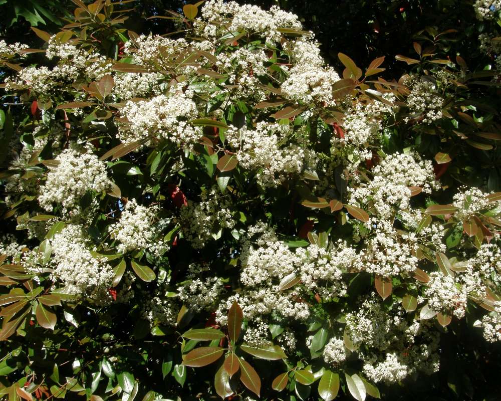 Leaves and Flowers<br>(Location of Picture: Seattle, Washington, USA, 2009)