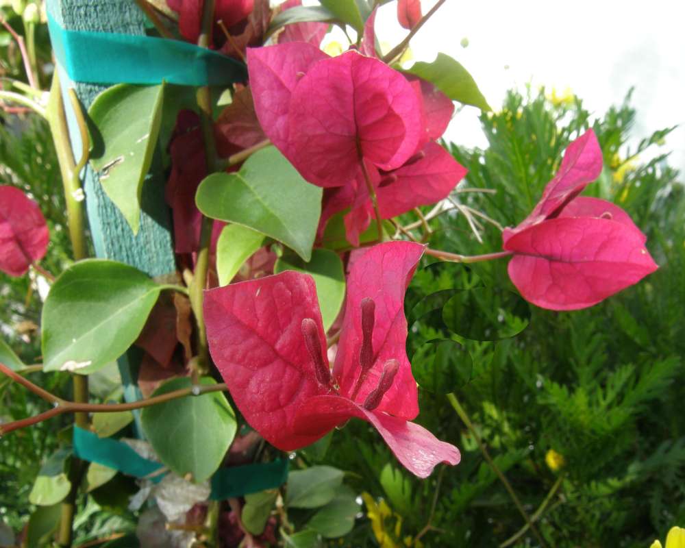Flowers<br>(Location of Picture: Seattle, Washington, USA)