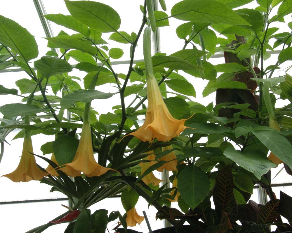 Flowers - Yellow<br>(Location of Picture: Volunteer, Seattle, Wa, USA, 2009)