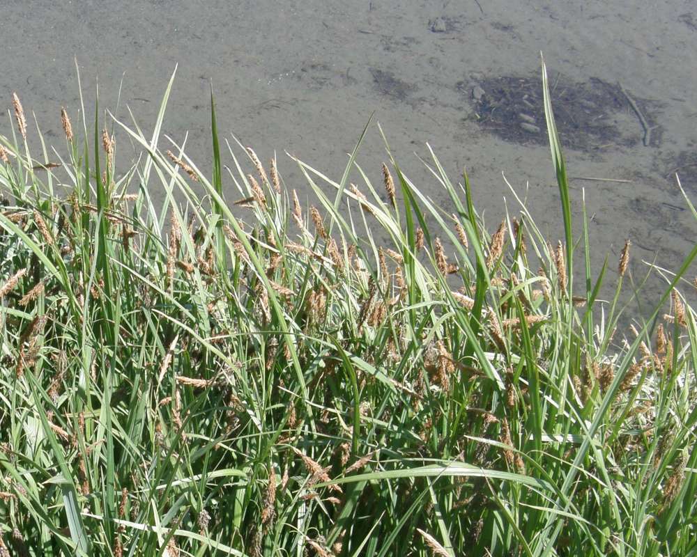 Habitat View<br>(Location of Picture: Hoodsport, Washington, USA, 2009)