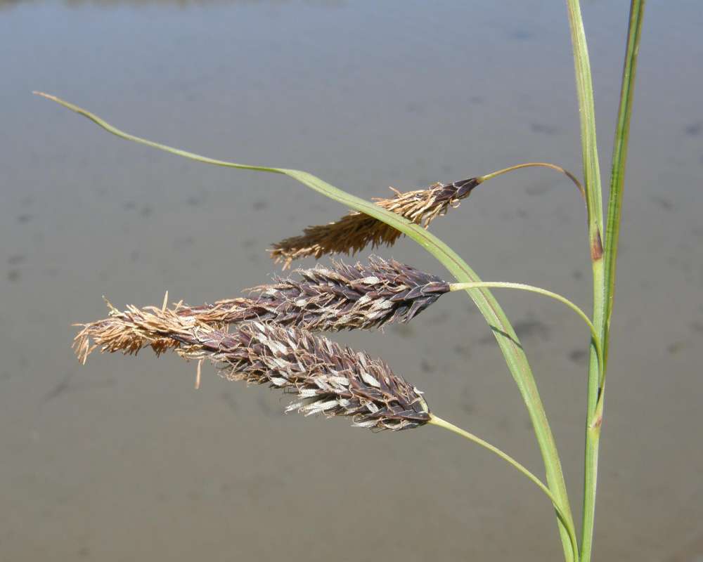 Close View Of Spikes<br>(Location of Picture: Hoodsport, Washington, USA, 2009)