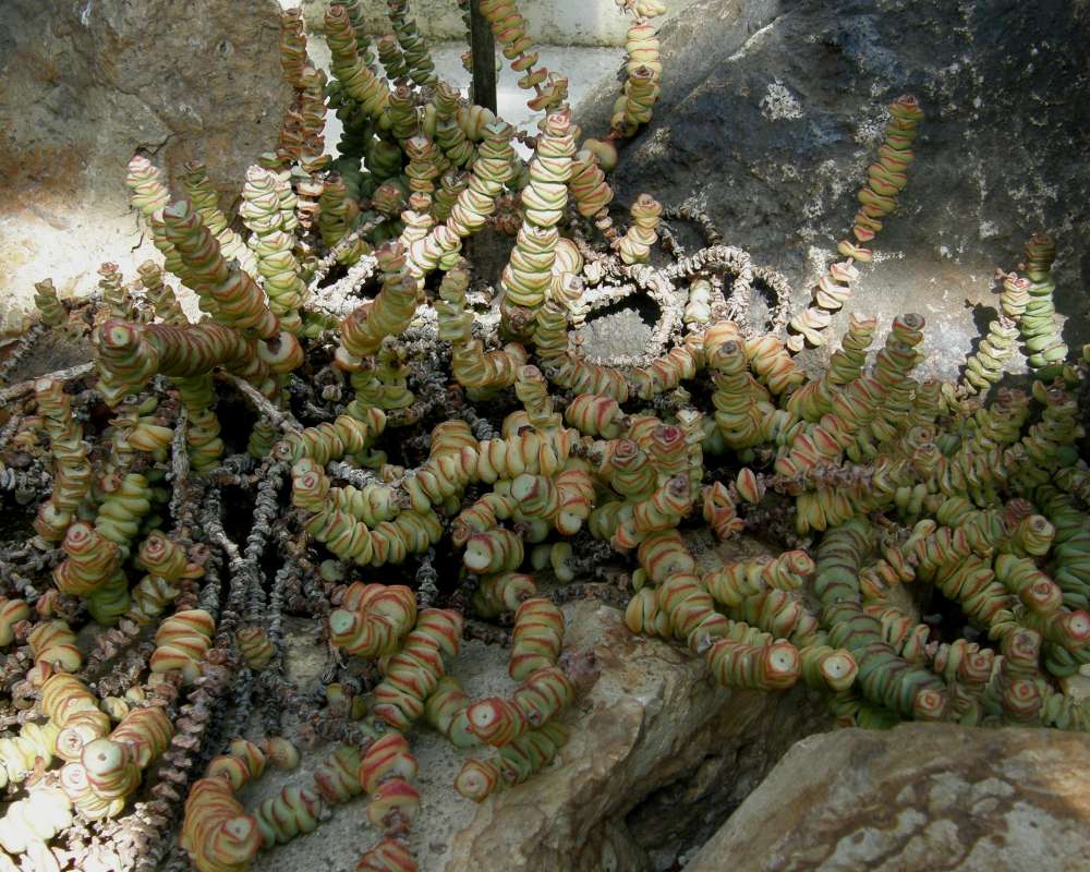 Garden View<br>(Location of Picture: Seattle Arobretum, Wa, USA, 2009)