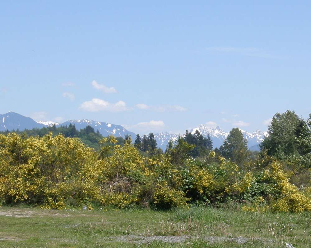 Habitat View<br>(Location of Picture: Seattle, Washington, USA, 2009)