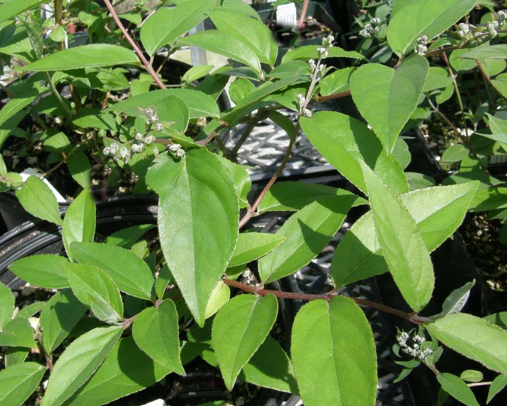 Leaves With Flowers<br>(Location of Picture: Seattle Arboretum, Washington, USA)