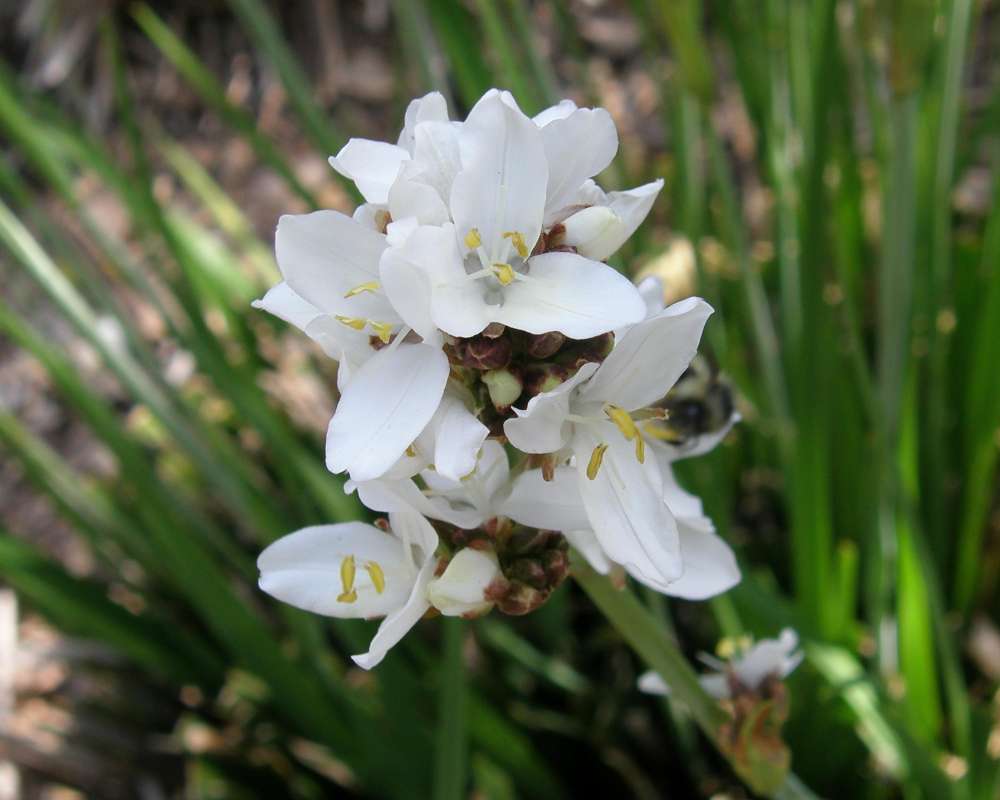 Flowers<br>(Location of Picture: Volunteer, Seattle, Wa, USA, 2009)