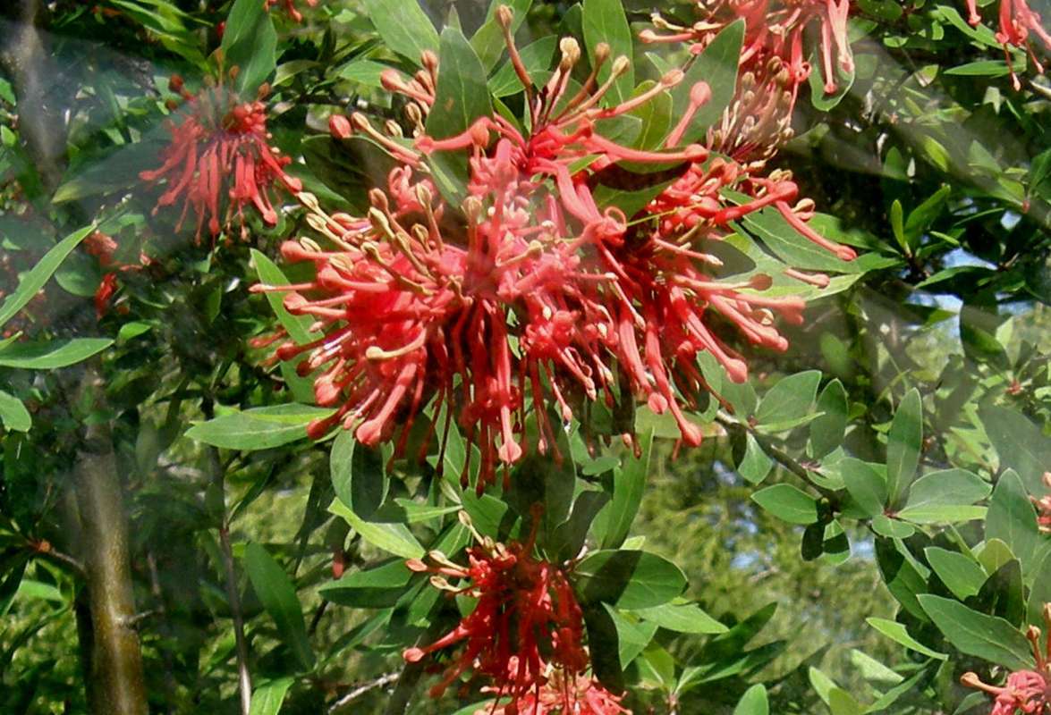Flowers<br>(Location of Picture: Volunteer, Seattle, Wa, USA, 2009)