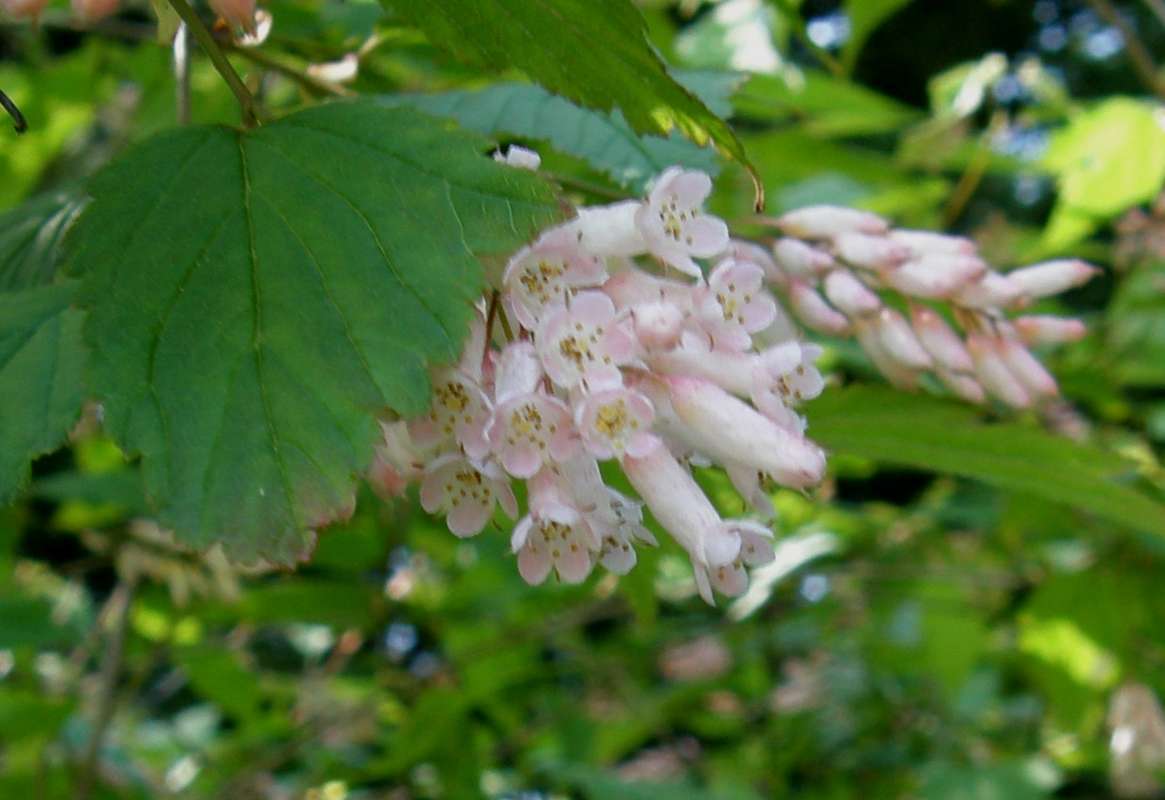Flowers<br>(Location of Picture: Seattle Arboretum, Washington, USA)