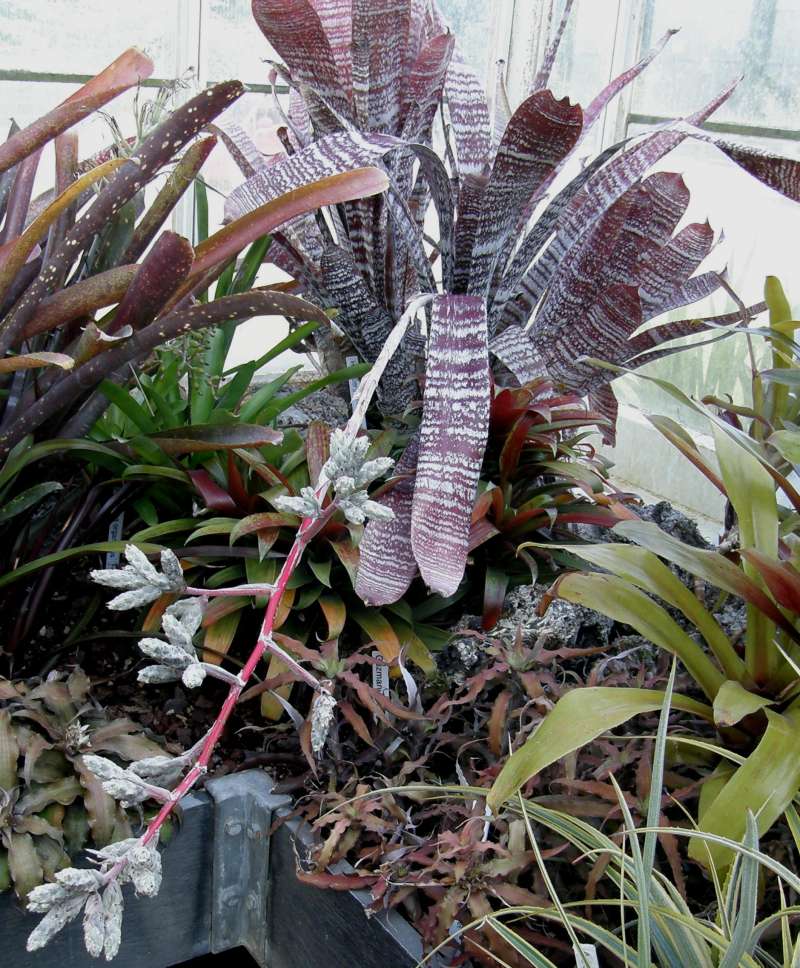 Plant in  Bloom<br>(Location of Picture: Volunteer, Seattle, Washington, USA)