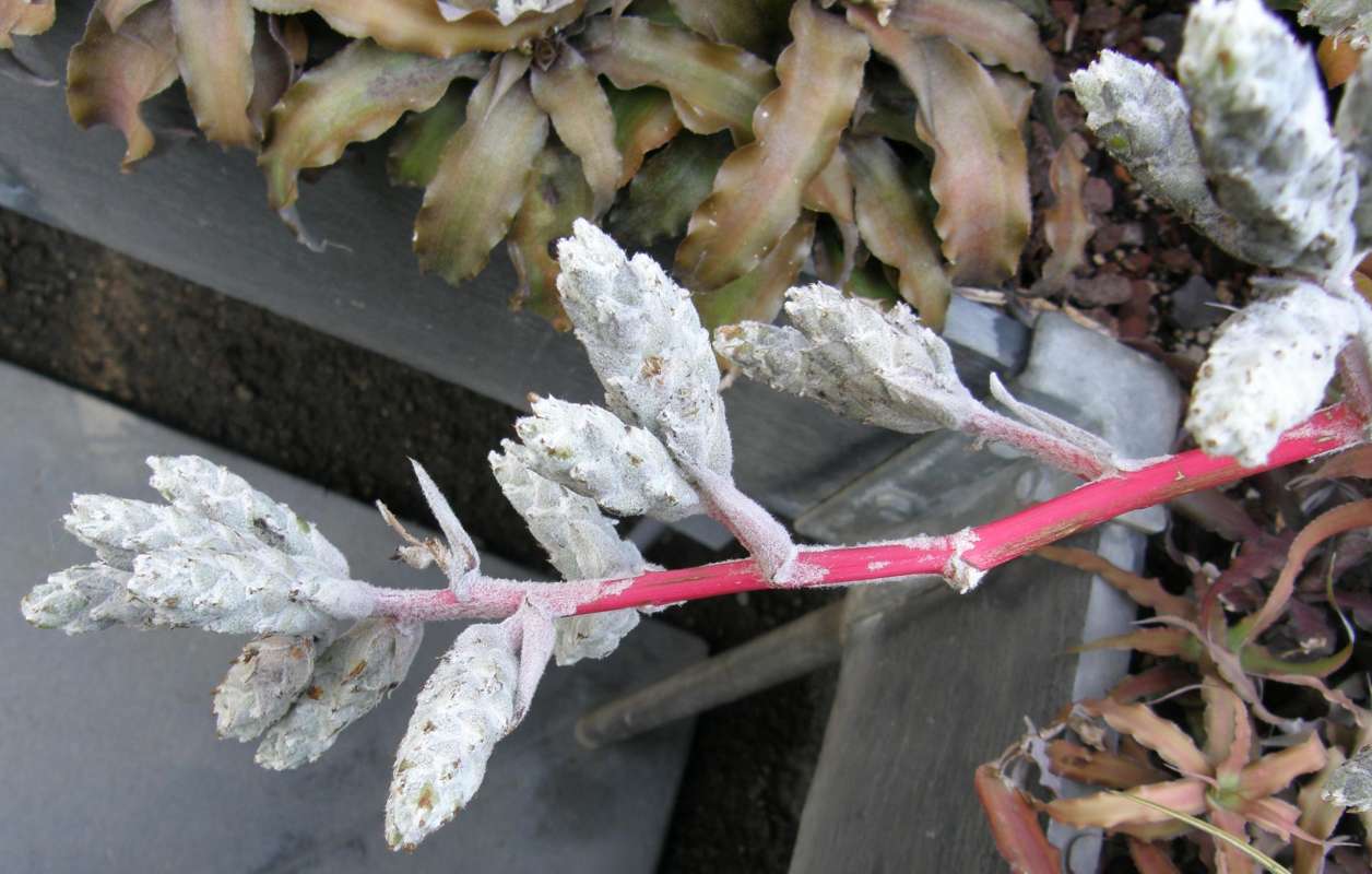 Flowre Stalk<br>(Location of Picture: Volunteer, Seattle, Washington, USA)