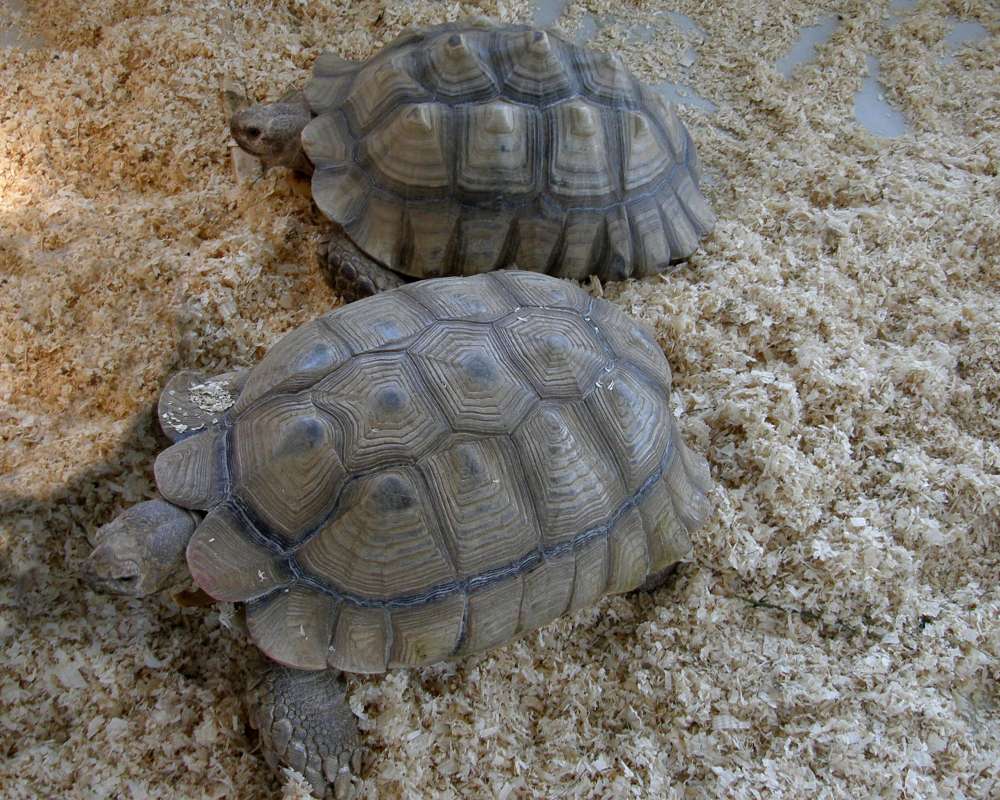 Two Examples<br>(Location of Picture: Reptile Zoo, Monroe, Washington, 09)