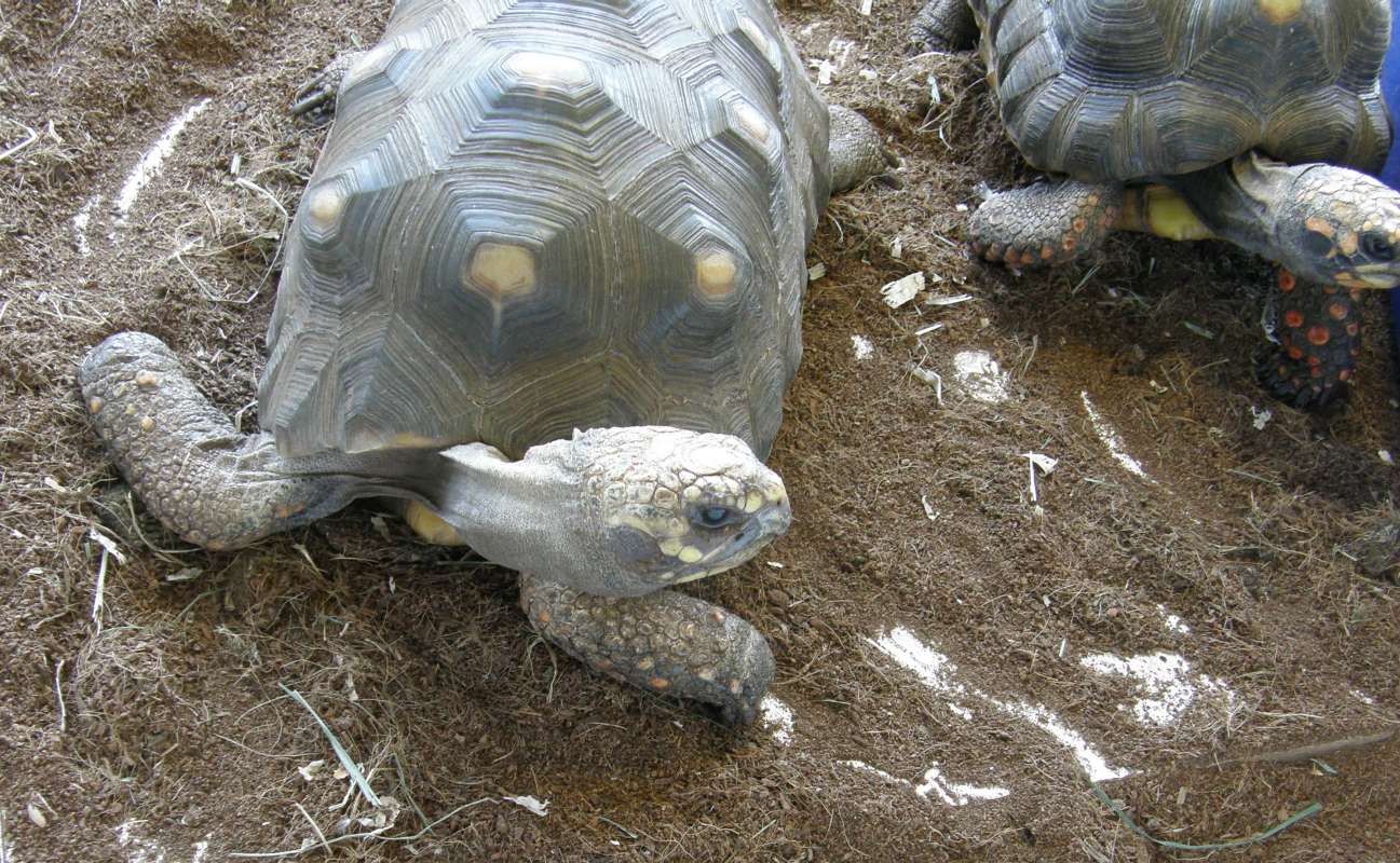 Front View<br>(Location of Picture: Reptile Zoo, Monroe, Wa, USA, 2009)