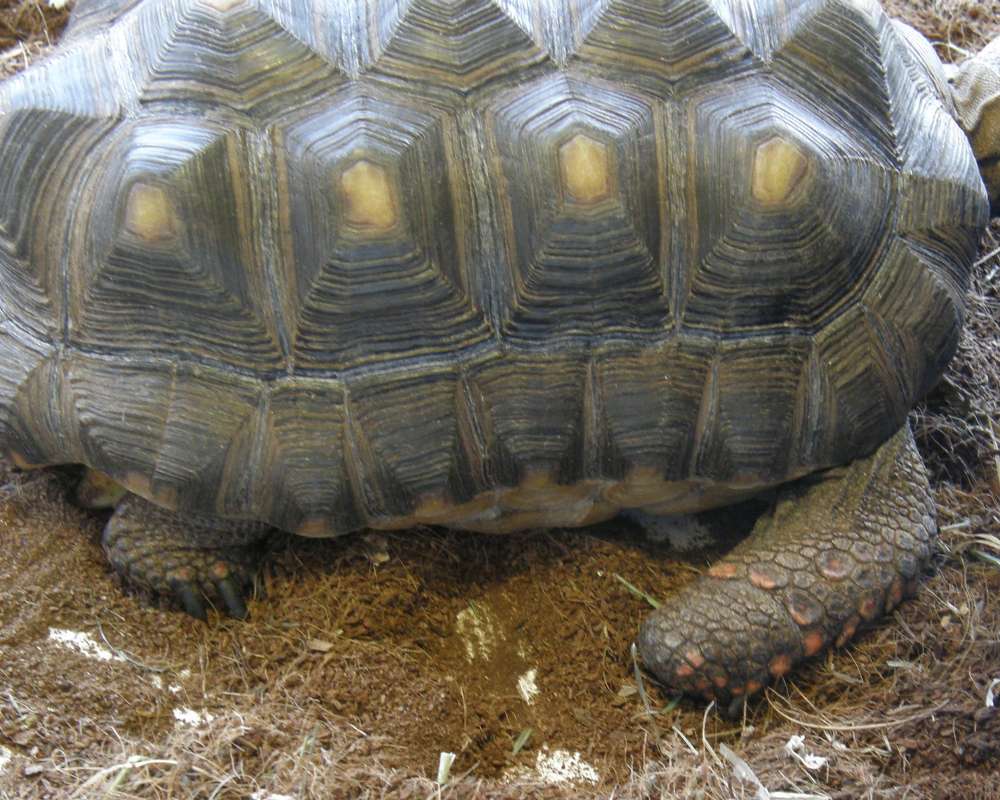 Side View Of Shell and Feet<br>(Location of Picture: Reptile Zoo, Monroe, Wa, USA, 2009)