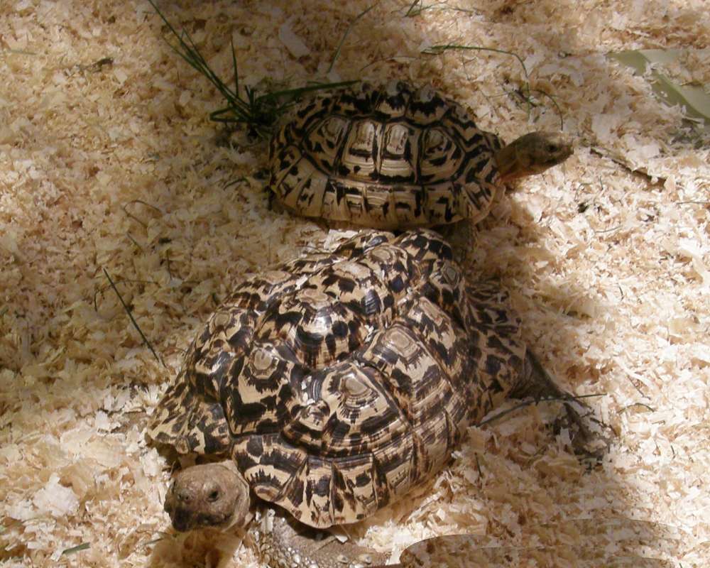 Two Examples<br>(Location of Picture: Monroe Reptile Zoo, Washington, USA)