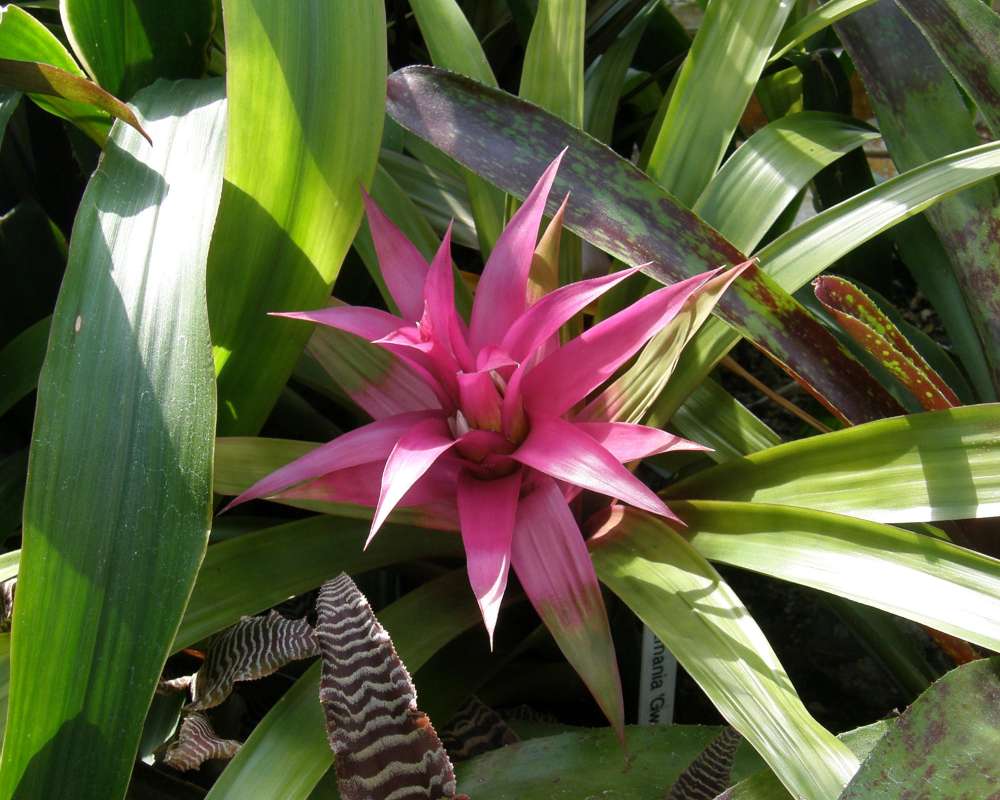 Top Of Plant in  Bloom<br>(Location of Picture: Volunteer, Seattle, Washington, '09)