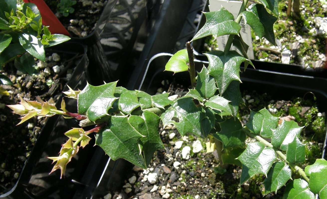 Leaves<br>(Location of Picture: Seattle Arboretum, Washington, USA)