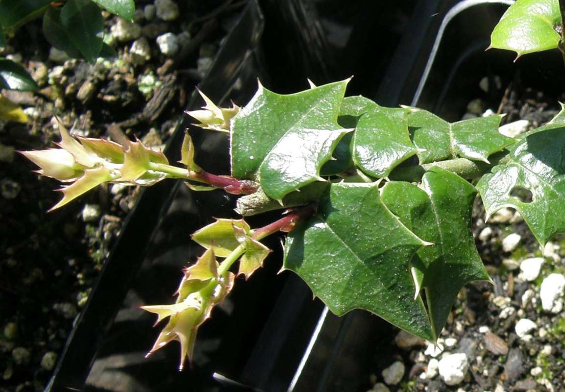 Leaves - Close View<br>(Location of Picture: Seattle Arboretum, Washington, USA)