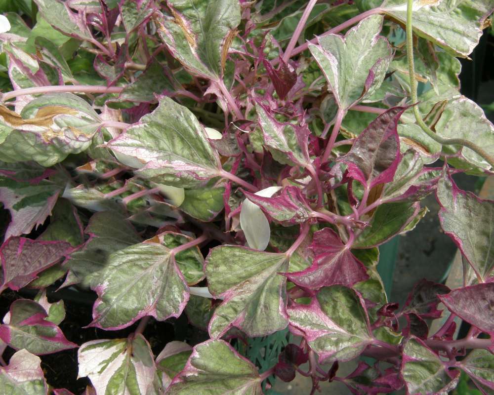 Leaves<br>(Location of Picture: Seattle, Washington, USA, 2009)