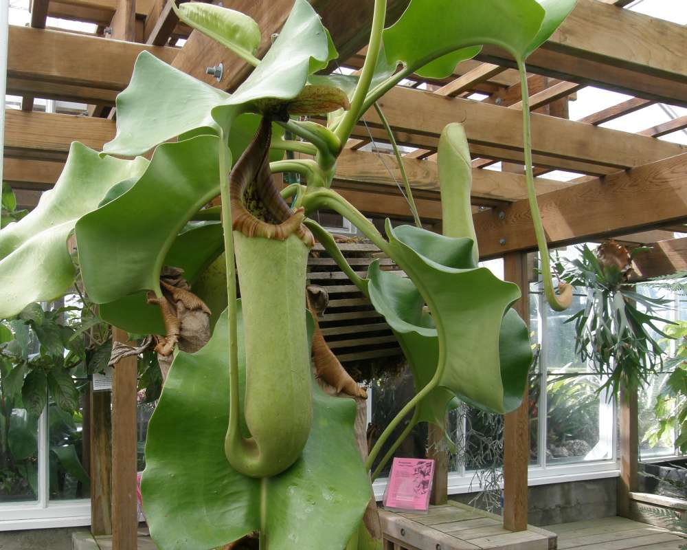 In Conservatory, Silhouette<br>(Location of Picture: Volunteer Park, Washington, USA, 09)