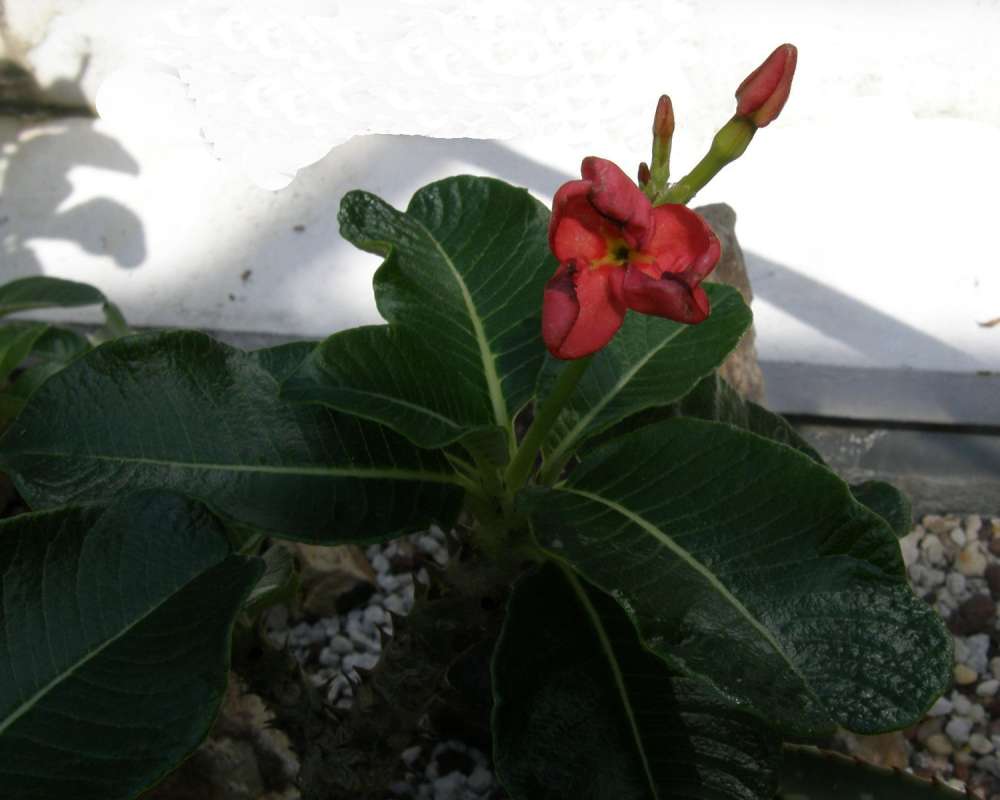 Top Of Plant in  Bloom<br>(Location of Picture: Volunteer, Seattle, Wa, USA, 2009)