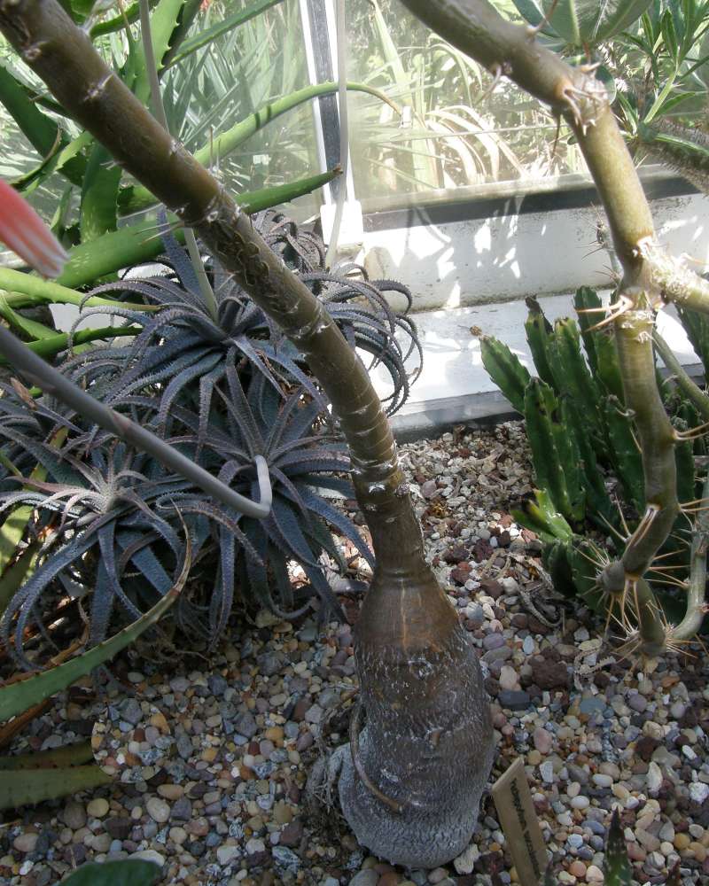 Base Of Twisting Trunk<br>(Location of Picture: Volunteer, Seattle, Wa, USA, 2009)