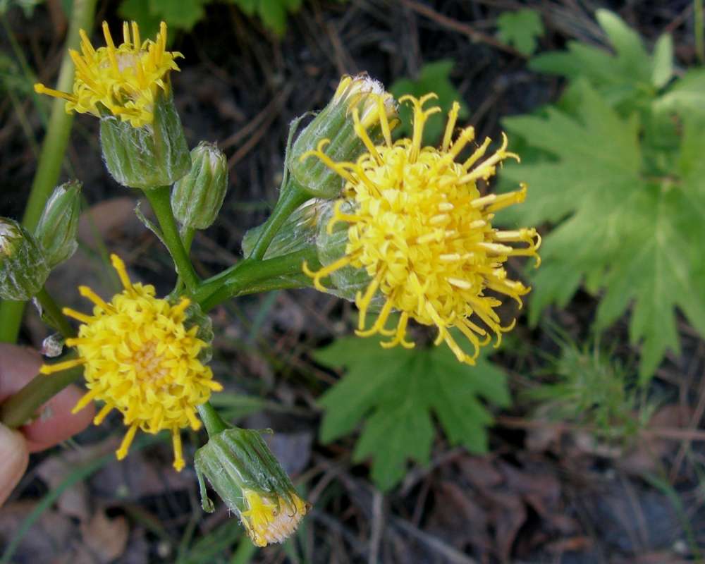 Flowers - Close View<br>(Location of Picture: Leavenworth, Washington, USA, 2009)
