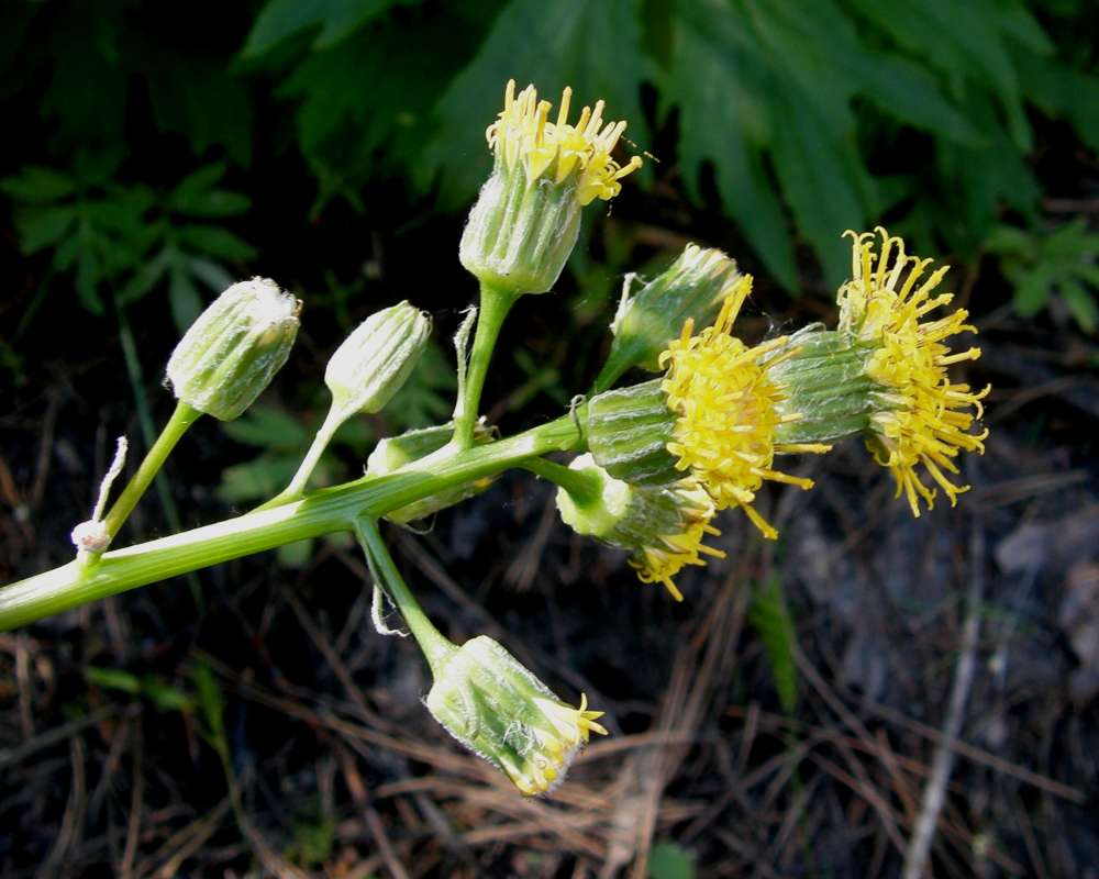 Flowers - Side View<br>(Location of Picture: Leavenworth, Washington, USA, 2009)