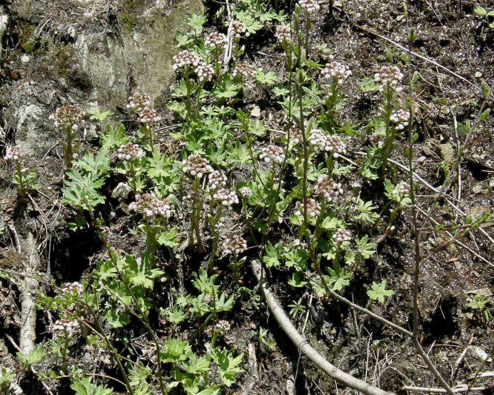 Habitat View<br>(Location of Picture: Stevens Pass, Washington, USA, '09)