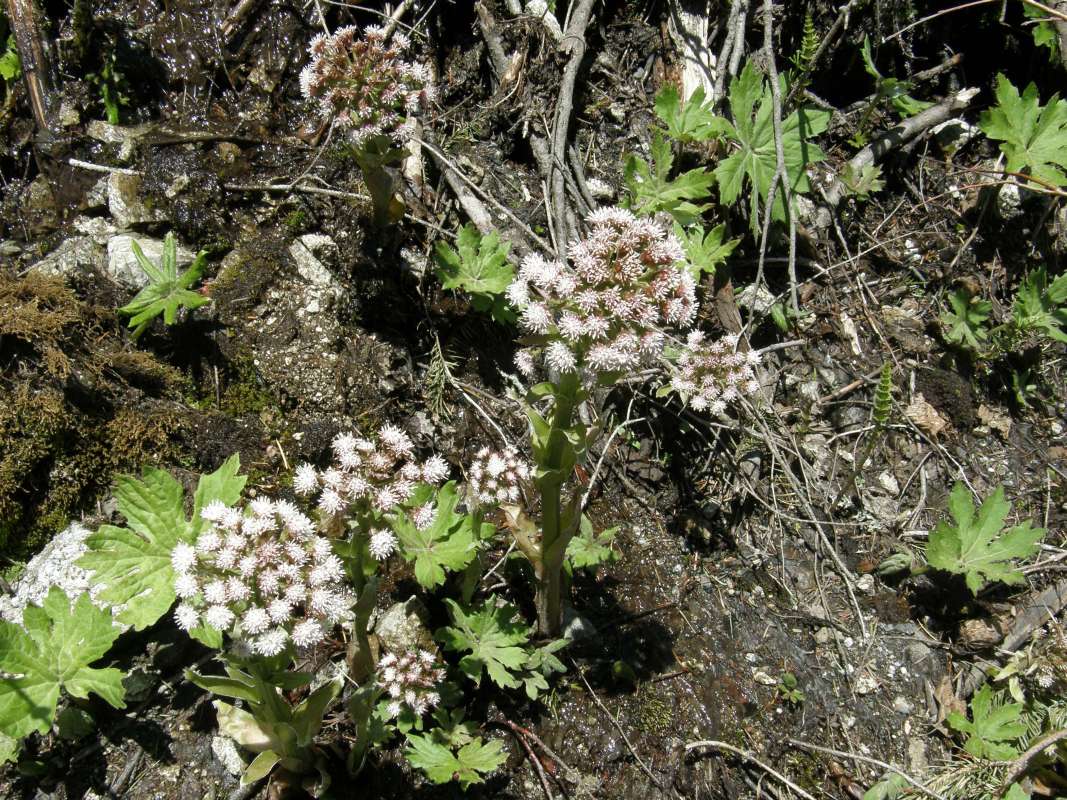 Top Of Plants in  Bloom<br>(Location of Picture: Stevens Pass, Washington, USA, '09)