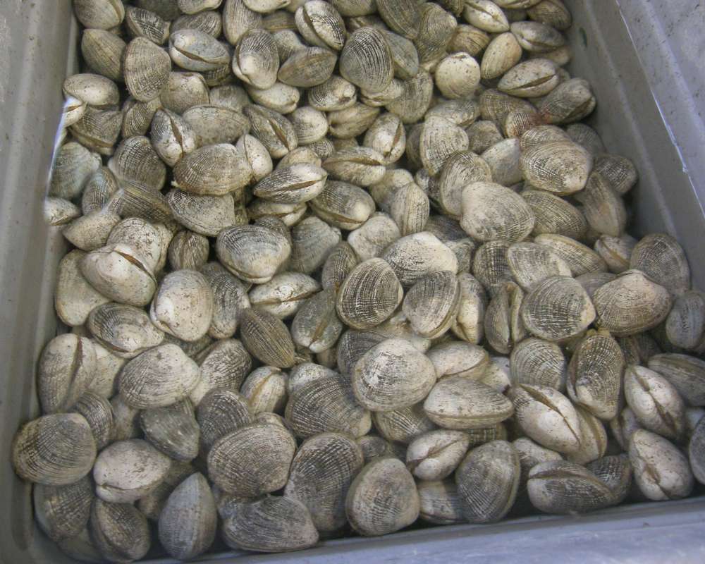 Todays Catch<br>(Location of Picture: Hoodsport, Washington, USA, 2009)