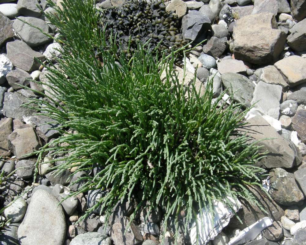 Habitat View<br>(Location of Picture: Hoodsport, Washington, USA, 2009)