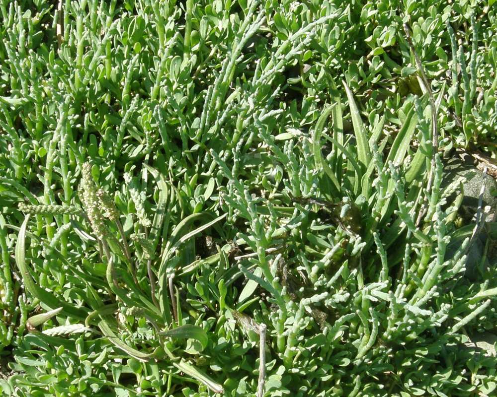 Multiple Plants<br>(Location of Picture: Hoodsport, Washington, USA, 2009)