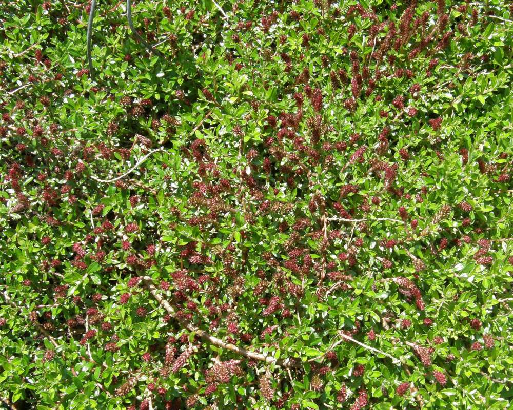 Top Of Plants in  Bloom<br>(Location of Picture: Seattle Arboretum, Washington, USA)