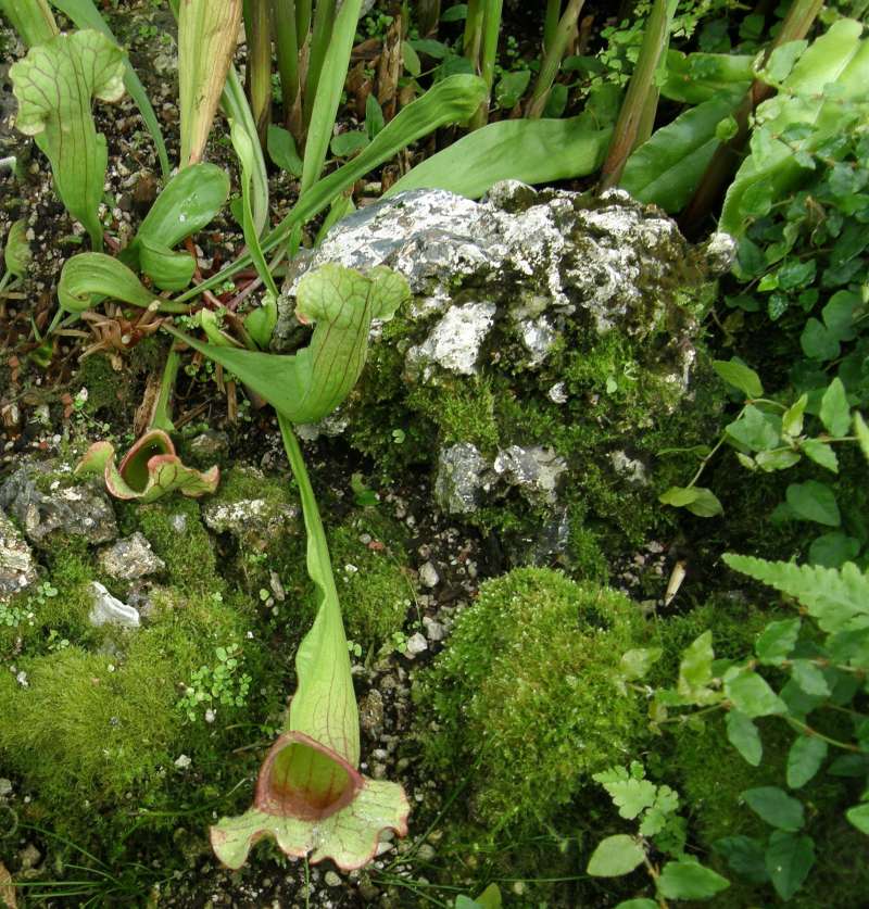 Pitcher - Green House View<br>(Location of Picture: Volunteer, Seattle, Wa, USA, 2009)